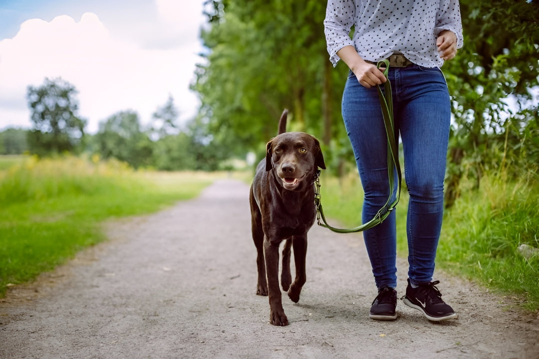 Making Daily Walks Safer With Reliable Leashes