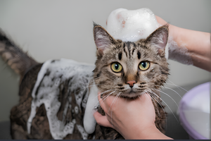 Making Pet Bath Time Calm And Convenient