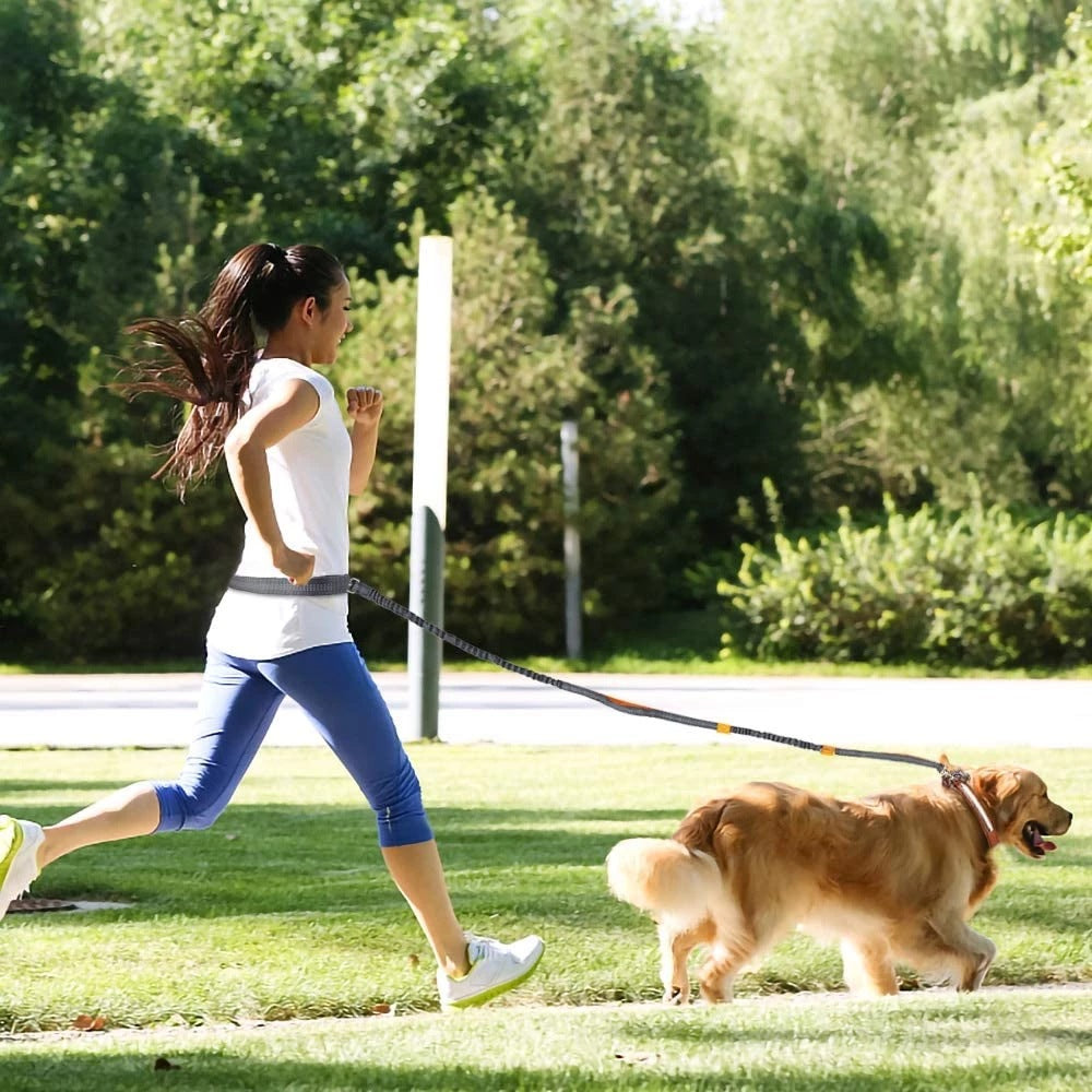 Why Your Pet Needs the Adjustable Pet Harness Collar With Jogging Walking Leash
